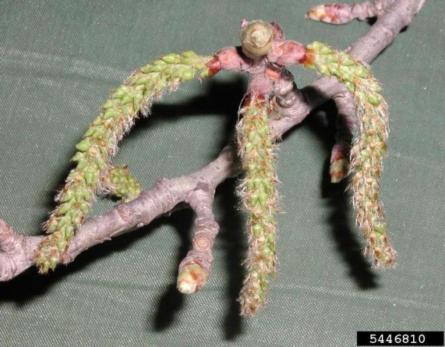 White poplar Vermont Invasives